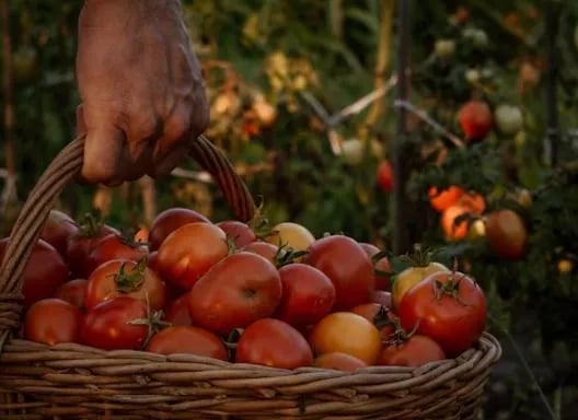 increase yields, bountiful harvests, cuh2o,