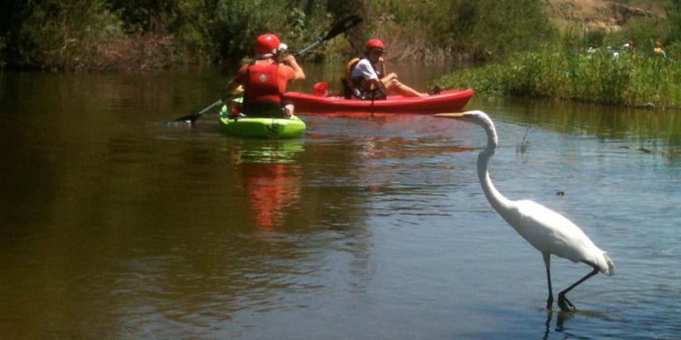 Two kayakers paddling on a calm river near a white egret.