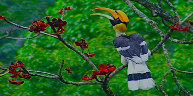 rufous-necked-hornbill-spotted-in-nabji-in-trongsa-bhutan