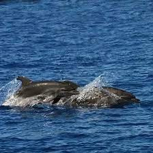 Whale and Dolphin Cruise