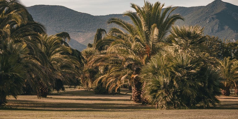 wedding villa with a field with palm trees and mountains in the background