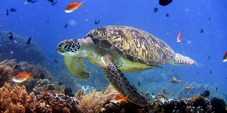 Swim with vibrant coral reefs and marine life on your Palawan expedition tour