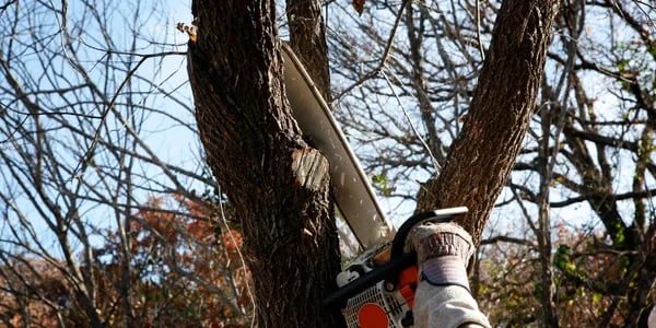 burnham tree services tree pruning essex