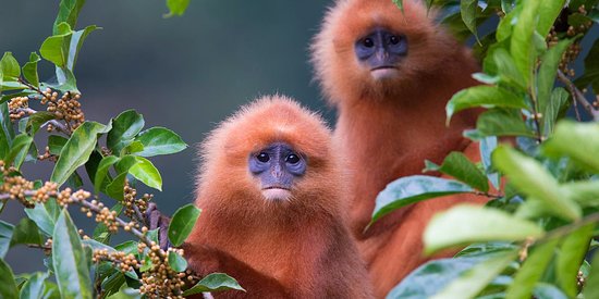 The endemic Red Leaf Monkeys at Danum Valley Rainforest