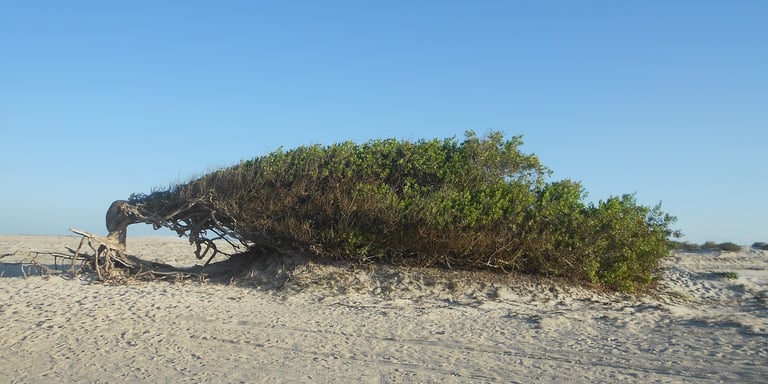 Slot Three (lazy plant) 