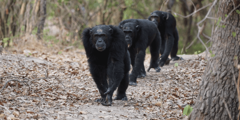 chimpanzés caminhando sobre os quatro membros