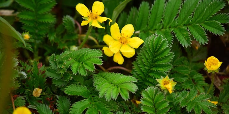 The Powerful Potential of Potentilla www.naturalmedicineheals.com