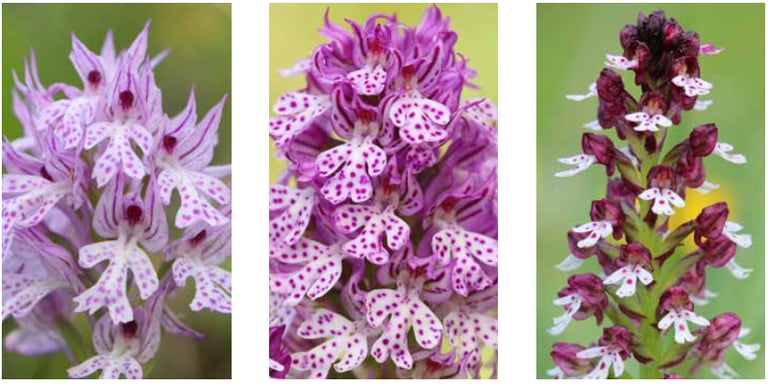 Foto: Mitte: Dietrich-Knabenkraut – links und rechts „die Eltern“: Dreizähniges Knabenkraut und Bran