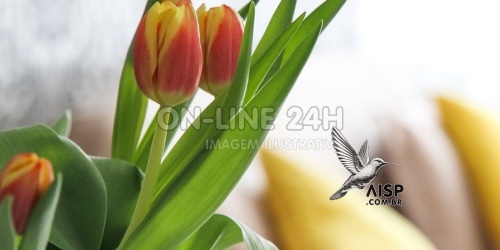 Casa e Jardim, Bricolagem