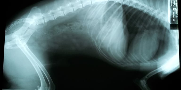 raio x do dorso de um cão