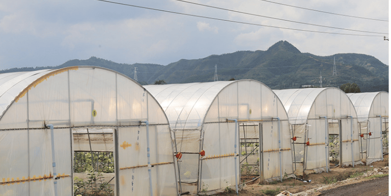 Preserved Flower Factory