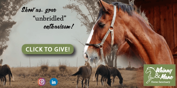 Facebook post featuring a large brown horse in the foreground. In the background, several horses graze in an open field.