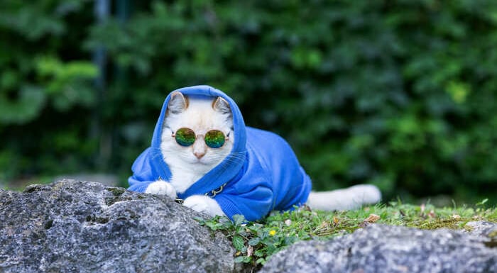 GATO BLANCO CON LENTES Y SUDADERA SOBRE PIEDRAS