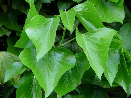 Hiedra verde Irlanda, perfecta para crear muros tupidos y seguros