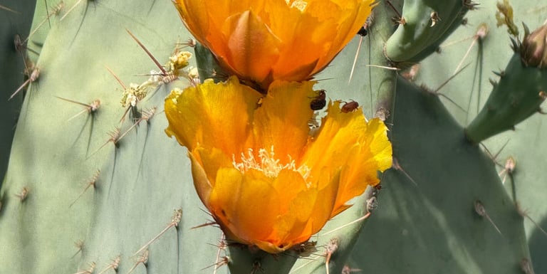 Vibrant yellow prickly pear cactus flowers blooming on a green thorny desert plant.