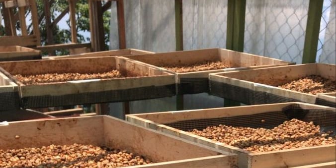 arabica green bean exporter