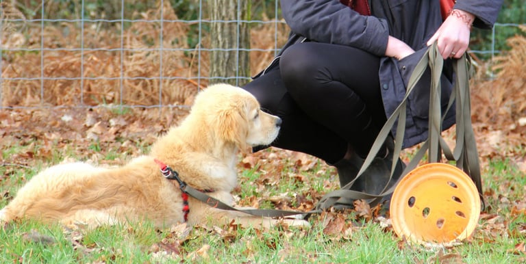 séance d’ecole du chiot en petit groupe chez activ canin à bordeaux