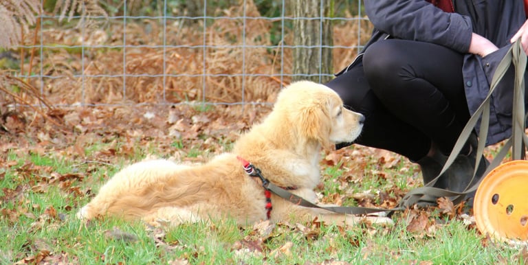 séance d’ecole du chiot en petit groupe chez activ canin à mérignac