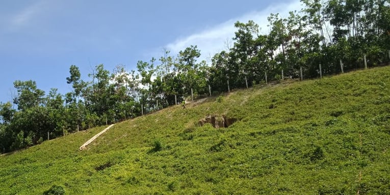 Hydroseeding process