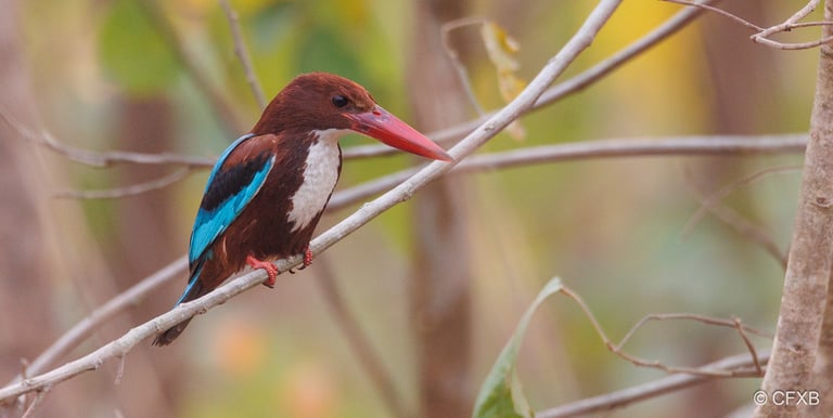 white thoated  kingfisher near mohana river