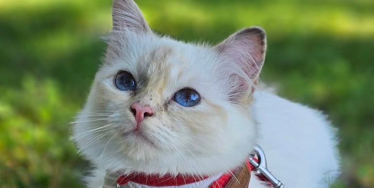 Blåskilpaddemasket Hellig Birma kattunge