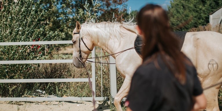 cavalier qui longe son cheval