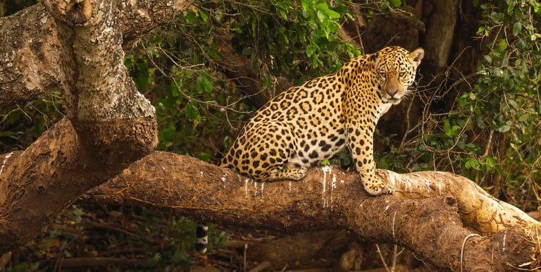 Jaguar Siting on the tree