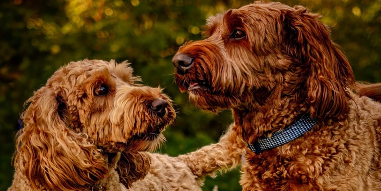 two dogs standing in the grass with trees in the background