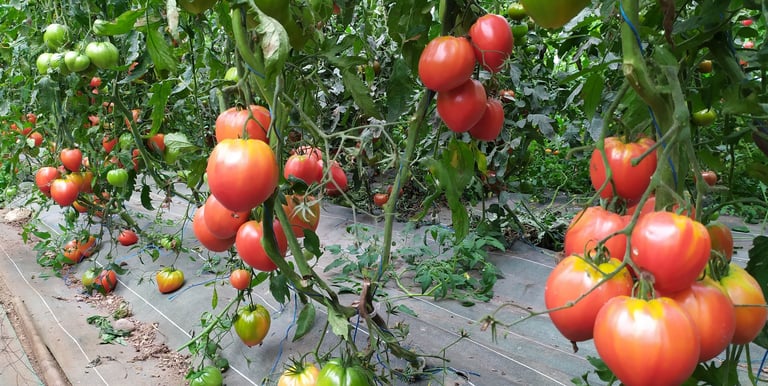 Tomates bio