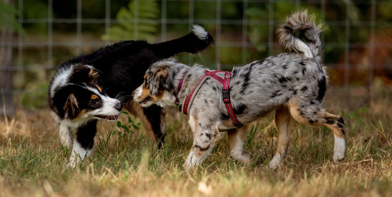 séance d’ecole du chiot en petit groupe chez activ canin à bordeaux