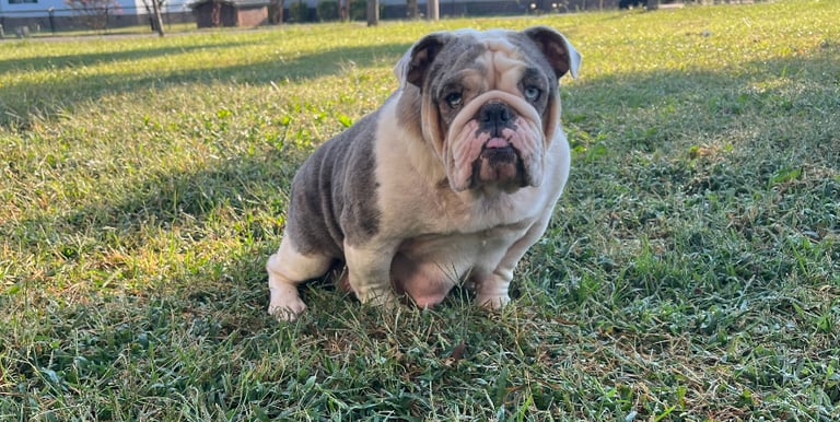 English Bulldog Diamond 