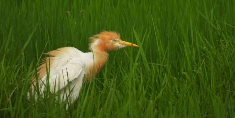castern cattle egret near mohana river