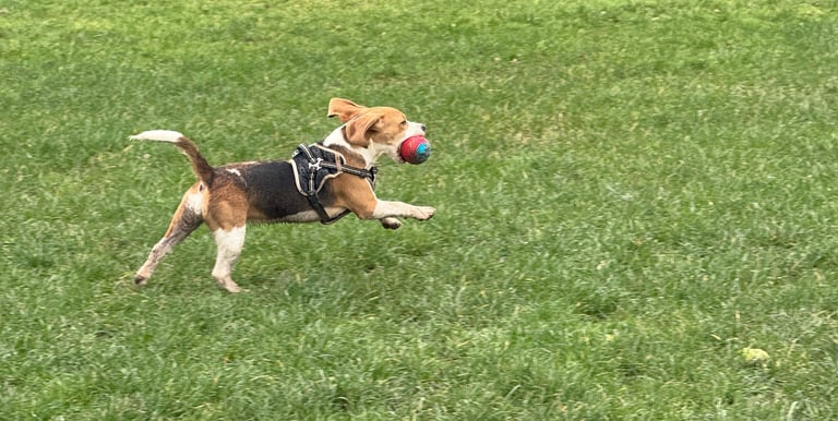 a dog having fun at Birstwith Barkyard harrogate, a doggy daycare for dogs in harrogate
