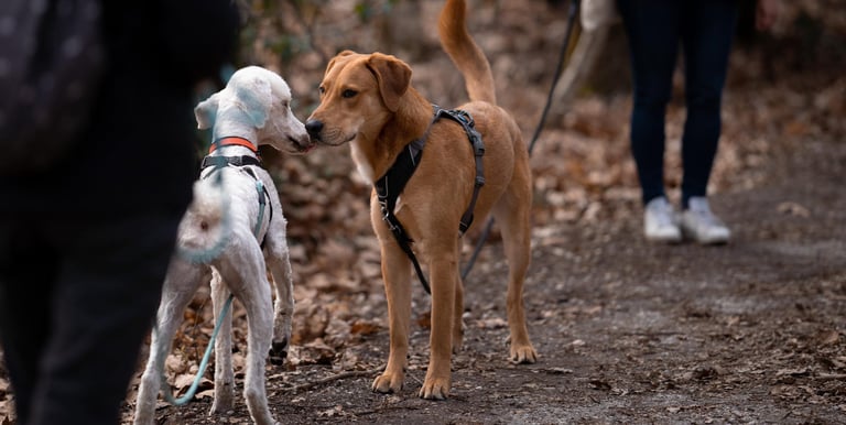 séance d’ecole du chiot en petit groupe chez activ canin à mérignac