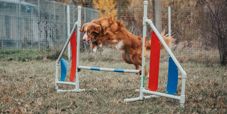 šuo šoka per agility kartelę