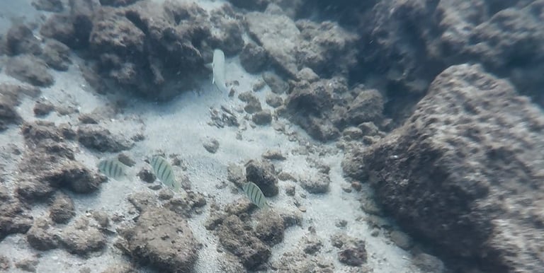 snorkeling salt pond beach park kauai