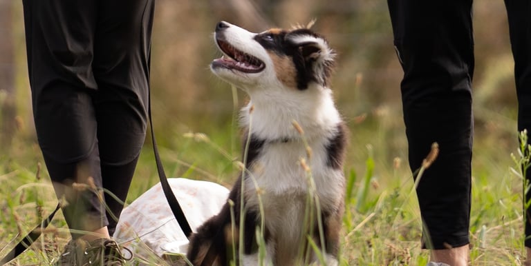 séance d’ecole du chiot en petit groupe chez activ canin à bordeaux