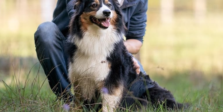 séance d’ecole du chiot en petit groupe chez activ canin à gironde