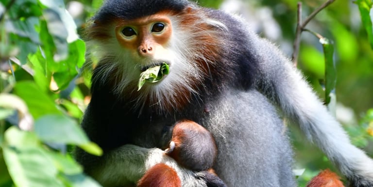 A red-shanked douc langur eating young leaf.