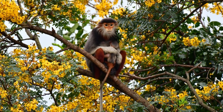 Red-shanked Douc Langur sitting in a tree with her baby on Son Tra Mountain, Da Nang.