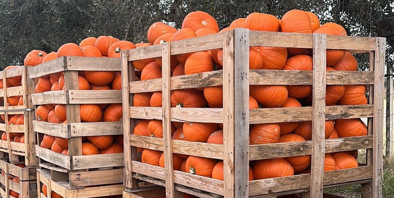 zucche feste eventi Halloween