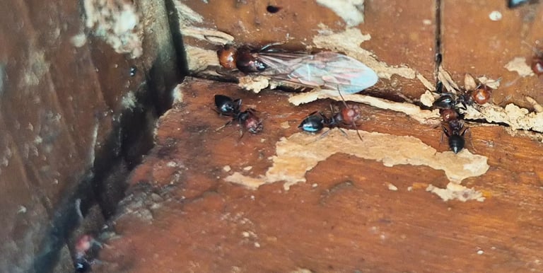 Fourmis charpentières