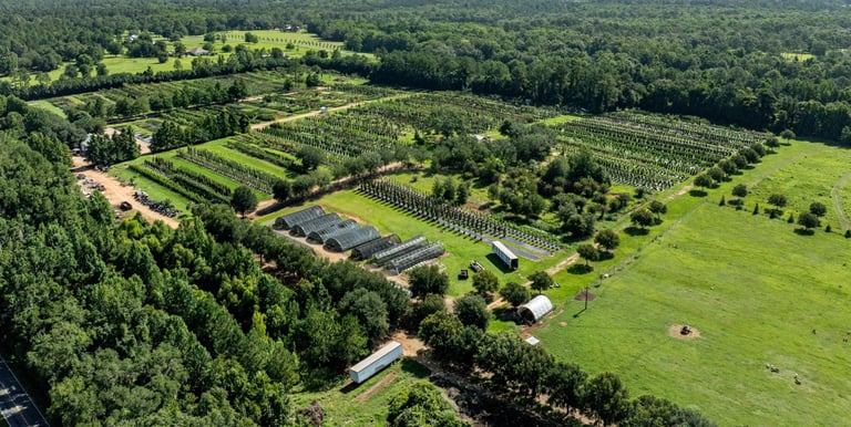 Drone image of agriculture field