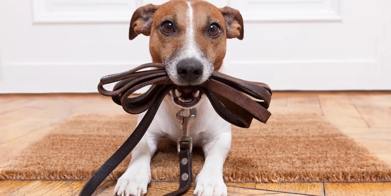 A dog holding a leash in its mouth