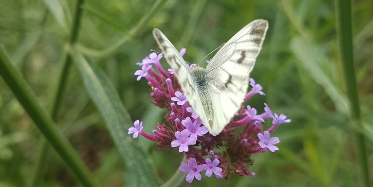 a butterfly butterfly on a flower in a field