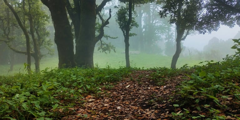 Leaf-strewn forest path winding through tall mossy trees in the morning mist