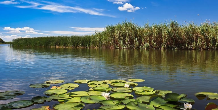 Peisaj cu nuferi si stuf din Delta Dunarii