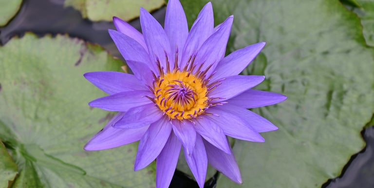 Purple Flower