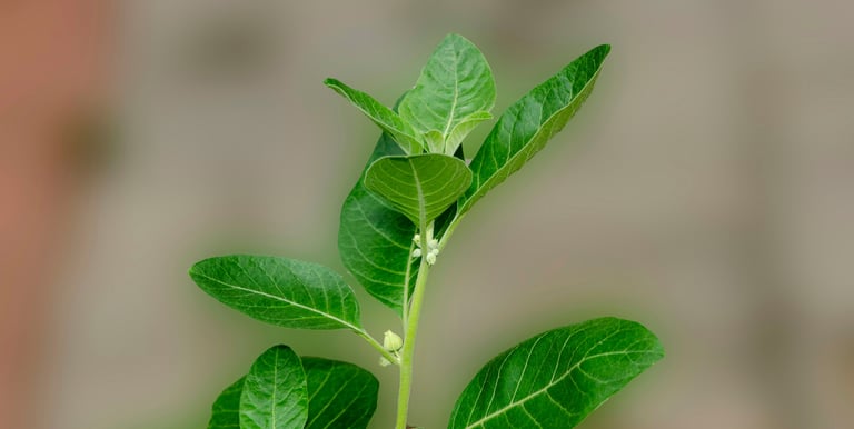 Ashwagandha