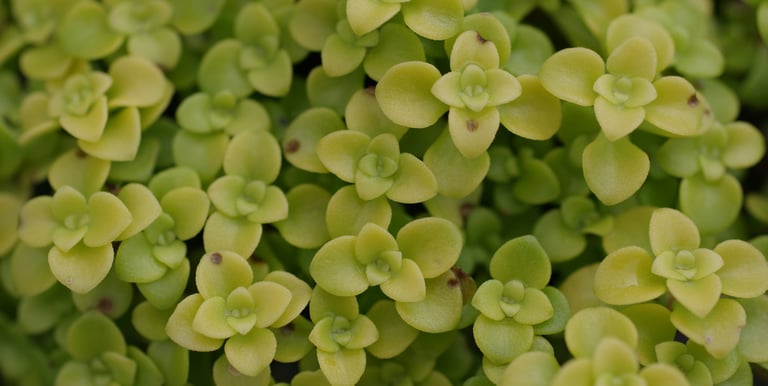 Brahmi